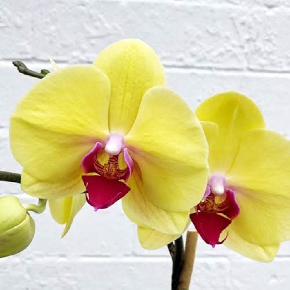 hydroponic phalaenopsis flower seeds