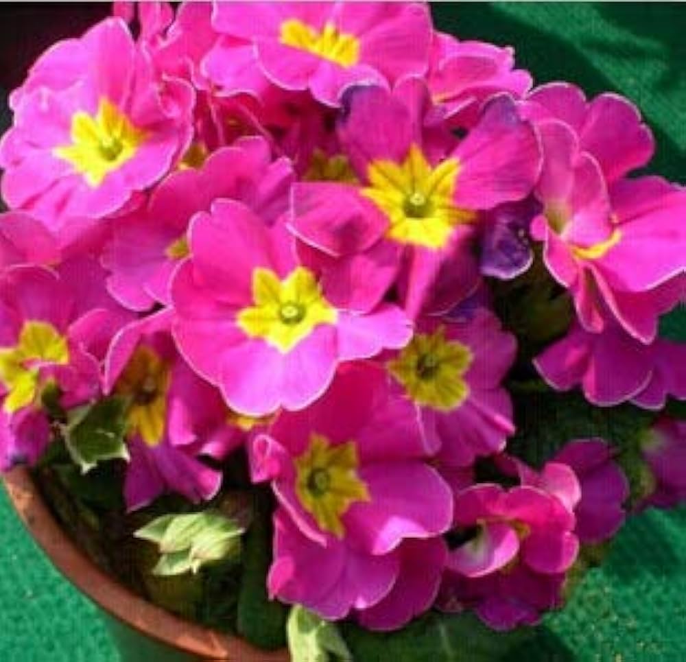 Dark Pink Primula Flower Seeds for Planting 100 pcs