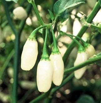 White Habanero Seeds for Planting