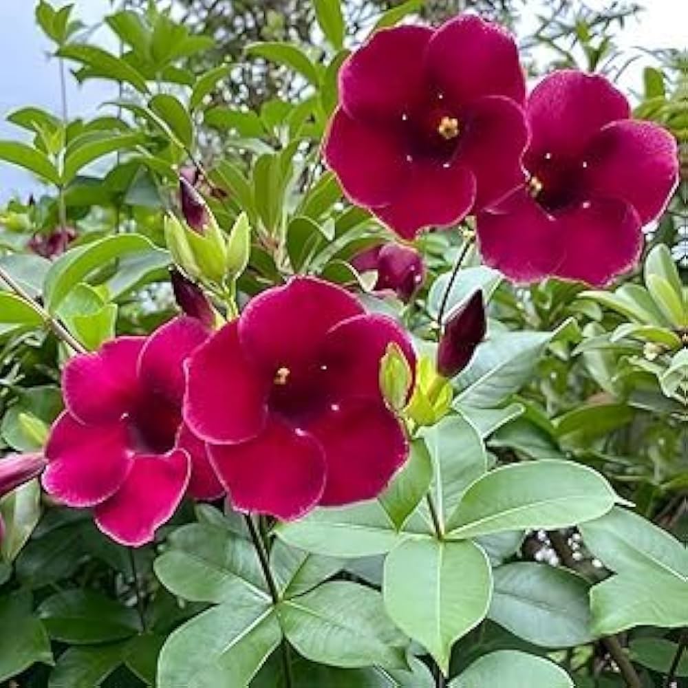 beautiful allamanda flower seeds