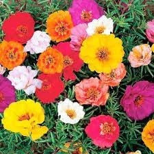 Flower Seeds, Seeds for Planting, Plant Seeds