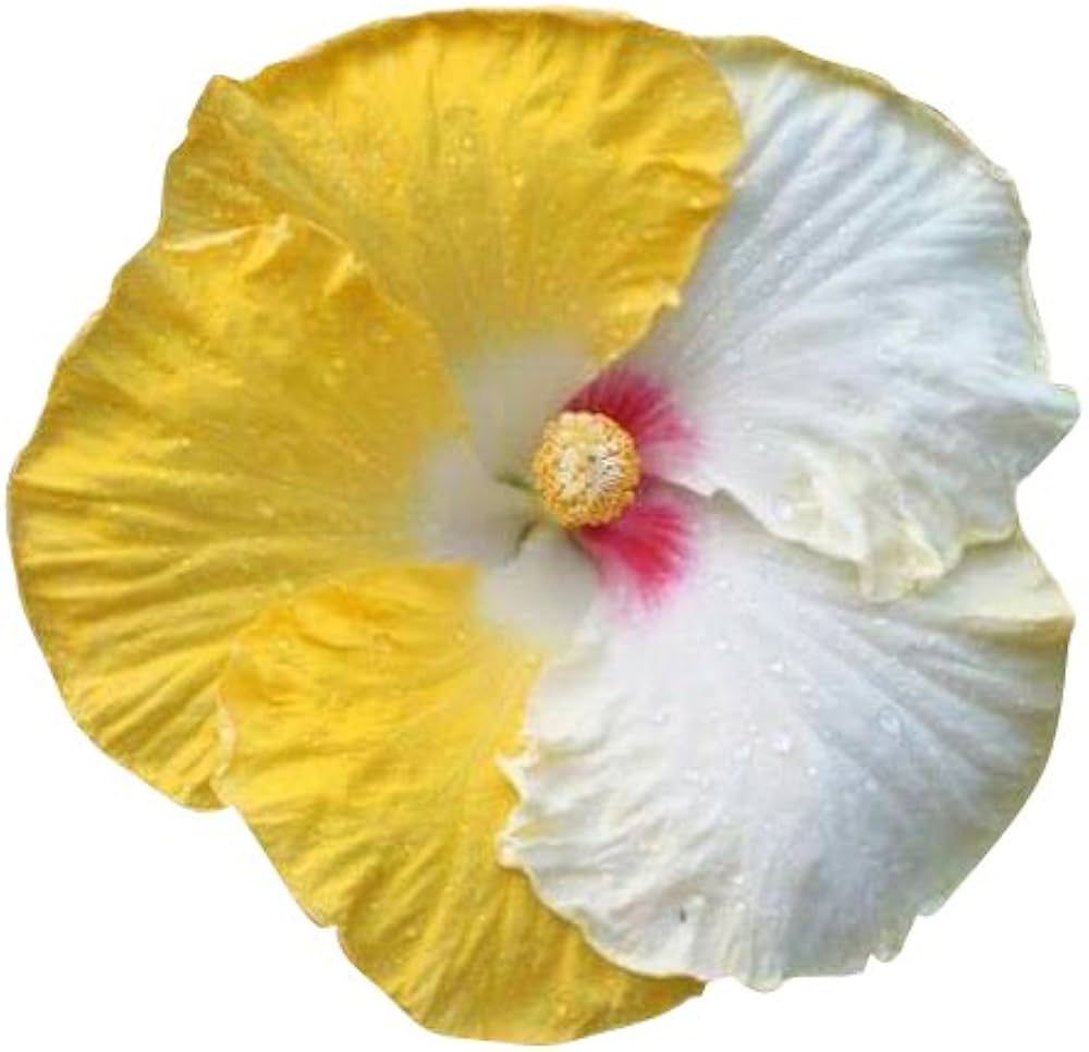 yellow white flower seeds