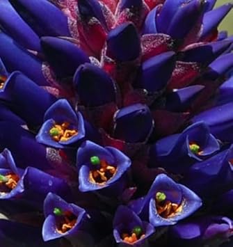 Flower Seeds, Seeds for Planting, Plant Seeds