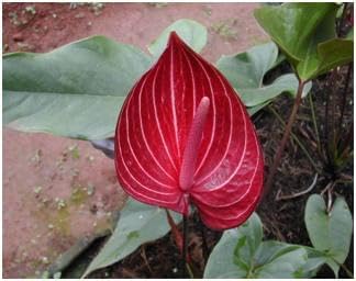 Flower Seeds, Seeds for Planting, Plant Seeds