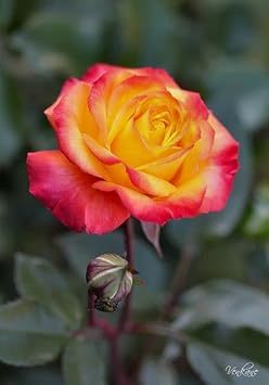 Flower Seeds, Seeds for Planting, Plant Seeds