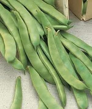 Green Romano Pole Bean Seeds for Planting