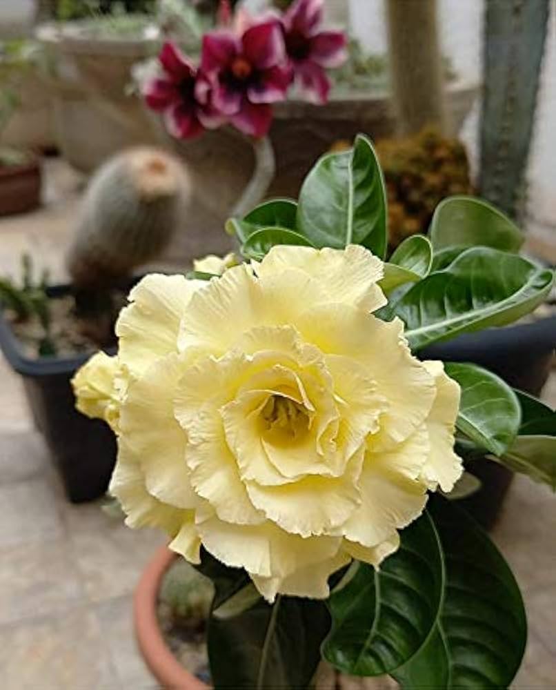 Light Yellow Adenium Obesum Flower Seeds for Planting – Heirloom, Non-GMO, High Germination Desert Rose Bonsai Seeds