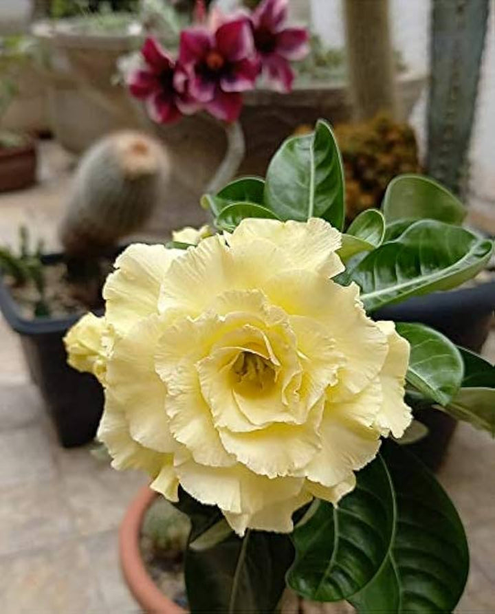 Light Yellow Adenium Obesum Flower Seeds for Planting – Heirloom, Non-GMO, High Germination Desert Rose Bonsai Seeds