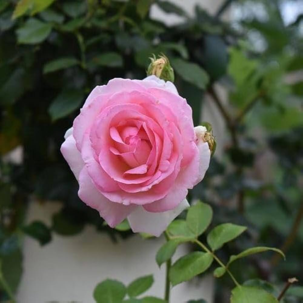 Friske Osiria Rose Blomsterfrø til udplantning, Lyserød 100 stk