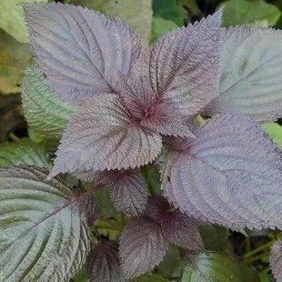 purple perilla flower seeds