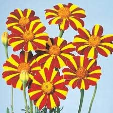 Organic Yellow Red Marigold Flower Seeds for Planting