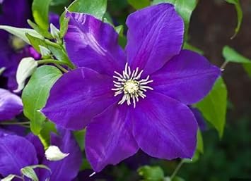 Flower Seeds, Seeds for Planting, Plant Seeds