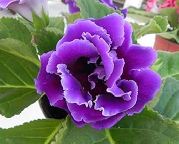 heirloom non flower seeds