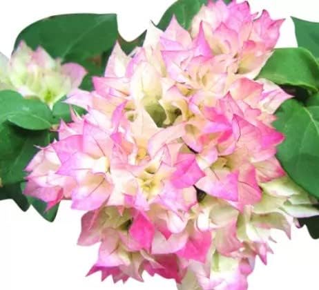 Friske Bougainvillea blomsterfrø til udplantning, lys lilla 100 stk