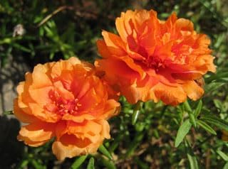 Flower Seeds, Seeds for Planting, Plant Seeds