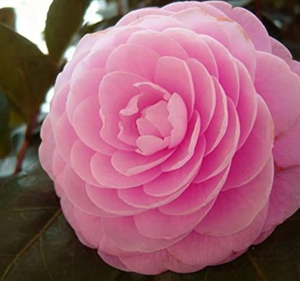 heirloom camellia flower seeds