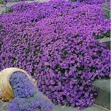 Flower Seeds, Seeds for Planting, Plant Seeds