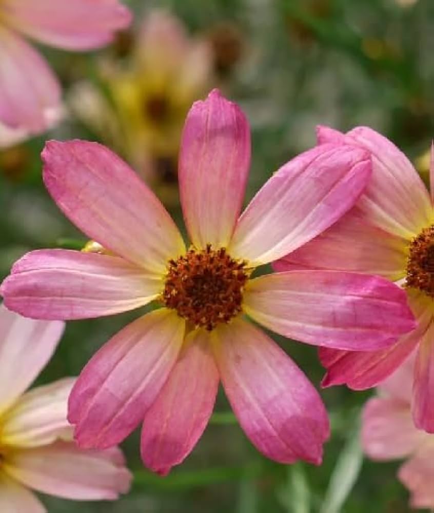 Pink Coreopsis blomsterfrø til plantning - 100 stk