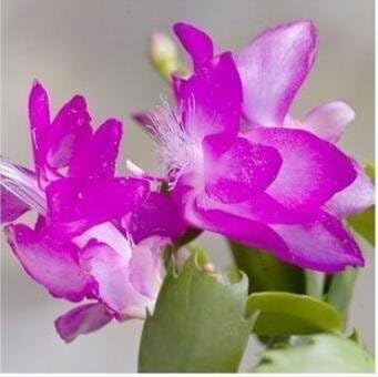 violet schlumbergera flower seeds