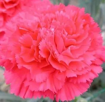 pink dianthus flower seeds