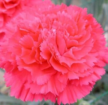 pink organic flower seeds