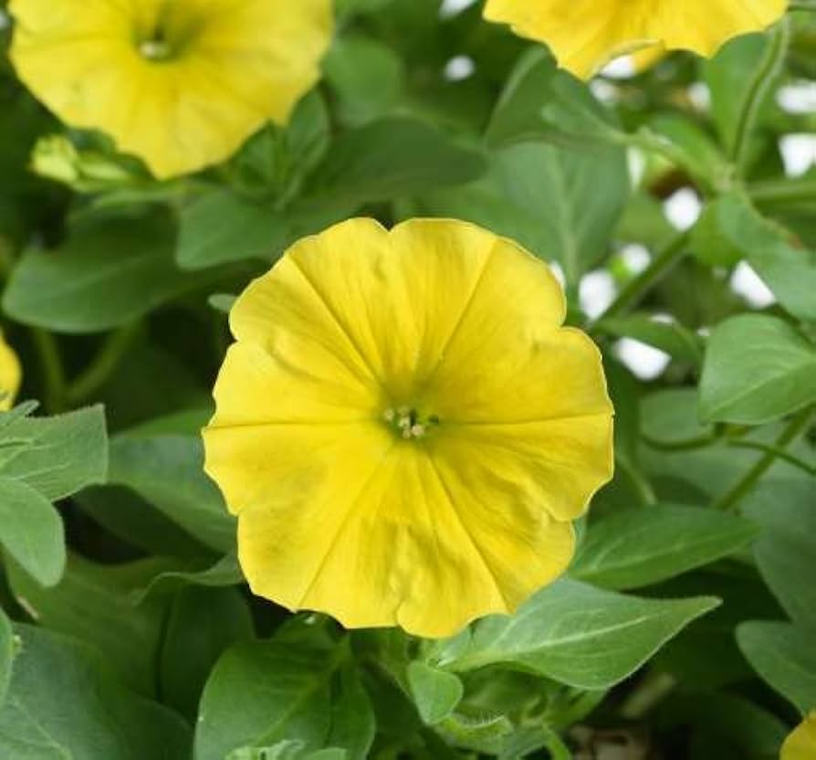 petunia petals flower seeds
