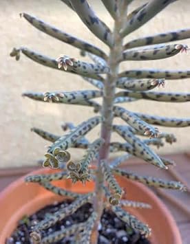 Flower Seeds, Seeds for Planting, Plant Seeds