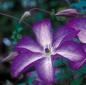 Flower Seeds, Seeds for Planting, Plant Seeds