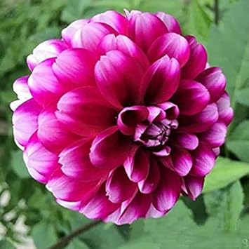 Flower Seeds, Seeds for Planting, Plant Seeds