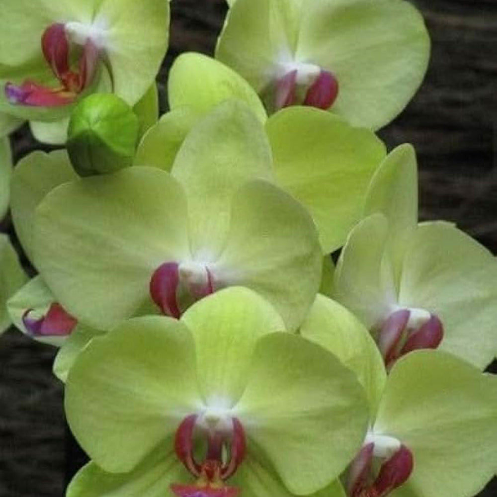 green hydroponic flower seeds