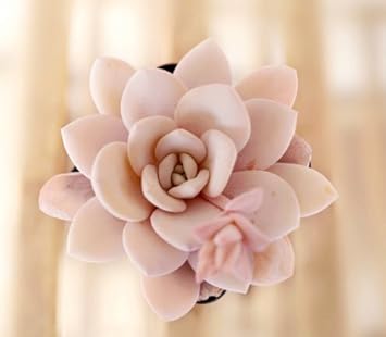 pink light flower seeds