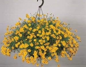 yellow thymophylla flower seeds