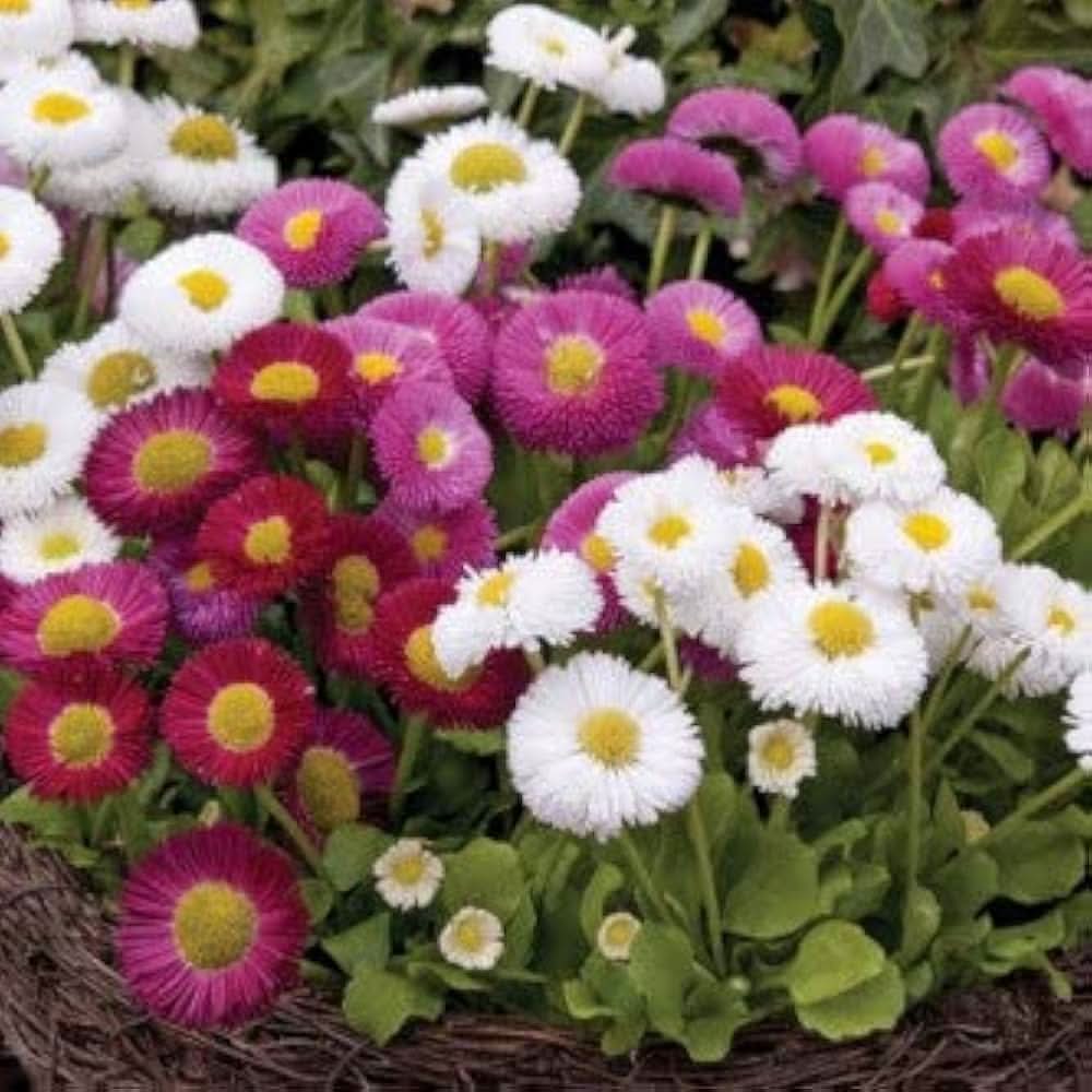 daisy bellis flower seeds
