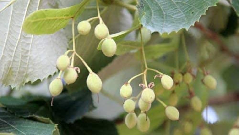 silver linden flower seeds