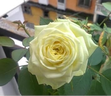 Flower Seeds, Seeds for Planting, Plant Seeds