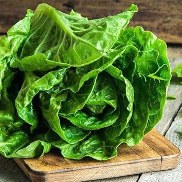 Romaine Lettuce Seeds for Planting