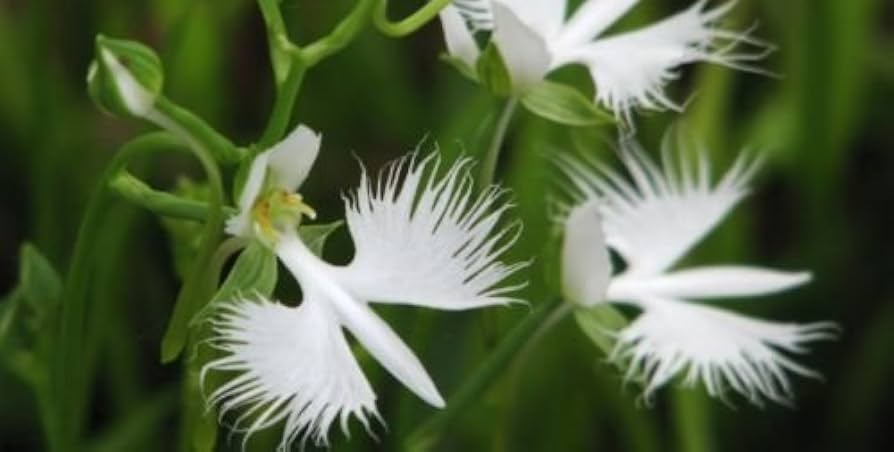 Hvid Orkidé Haveterrasse Blomsterfrø til udplantning - 100 stk