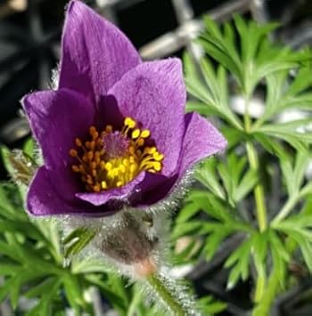 Flower Seeds, Seeds for Planting, Plant Seeds