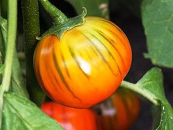 Heirloom Orange Eggplant Seeds Non-GMO Vegetable Seeds for Garden Planting