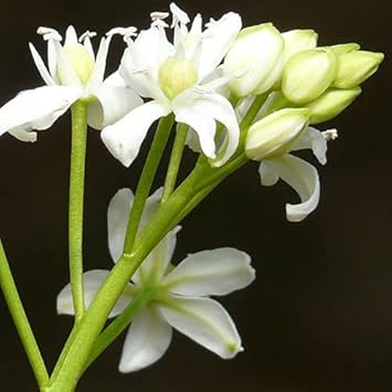 scilla siberica flower seeds