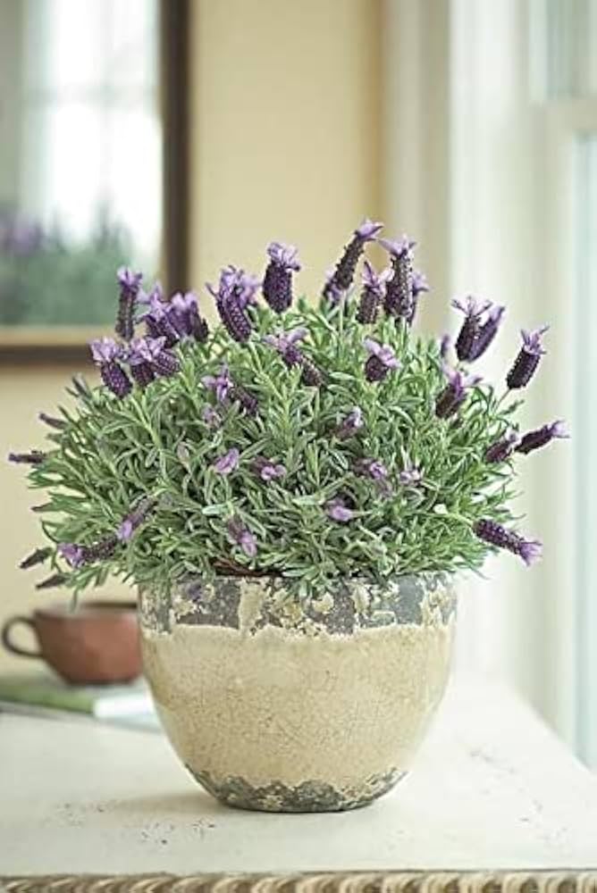 lavender flower flower seeds