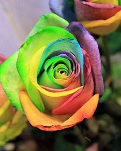 rose multicolor flower seeds