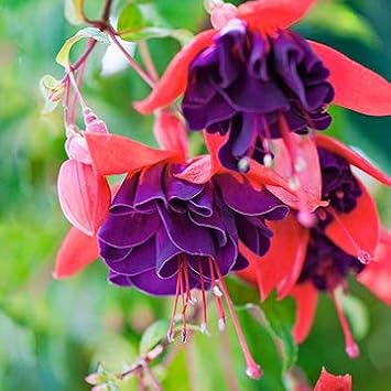 Lavender Fuchsia Flower Seeds for Planting