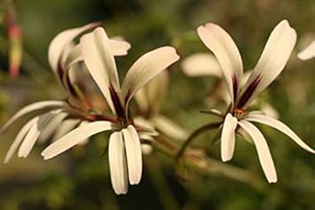 Flower Seeds, Seeds for Planting, Plant Seeds