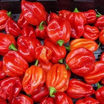 Heirloom Non-GMO Scotch Bonnet Pepper Vegetable Seeds