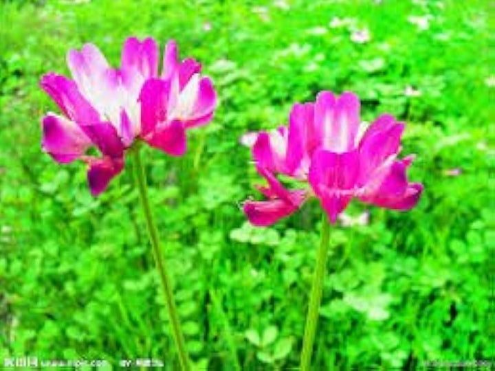 Violet Milkvetch Sinicus blomsterfrø til plantning - 100 stk