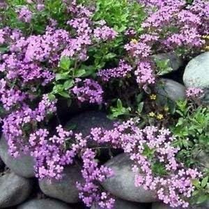 pink saponaria flower seeds