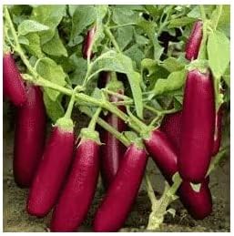 Burgundy Eggplant Seeds for Planting