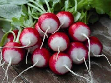 Red &amp; White Radish Seeds for Planting