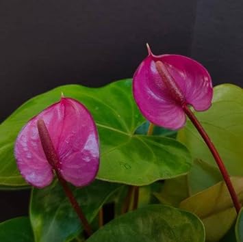 pink anthurium flower seeds